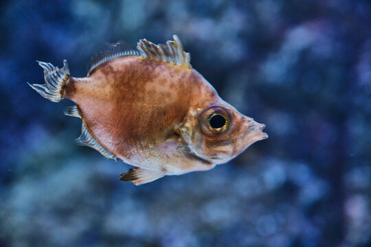 Capros aper, known as Boarfish or John Dory, with round eyes and delicate fins in aquarium