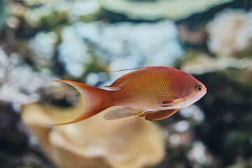 Lyre-tailed Anthias swimming in aquarium.