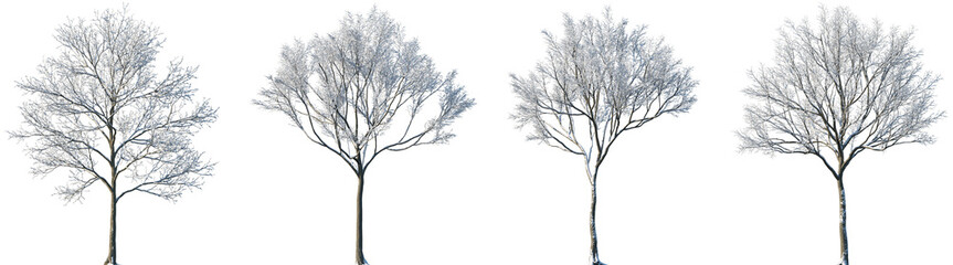 Obraz premium Set of Maple (genus Acer) winter frontal set street trees isolated png in sunny daylight on a transparent background perfectly cutout