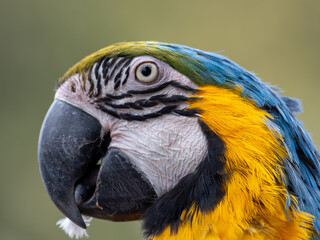 blue and yellow macaw