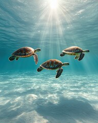 Obraz premium Three sea turtles swimming gracefully in clear turquoise waters.