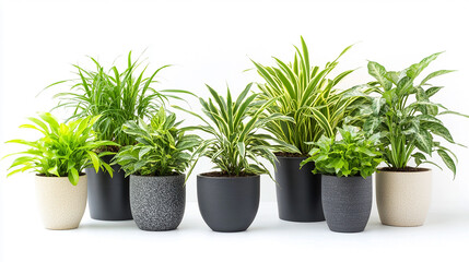 Obraz premium Spider plant in a pot collection isolated on white background