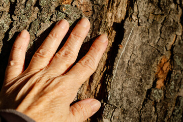 hand touching tree bark close-up
