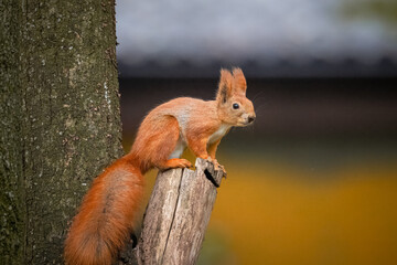 A red fluffy squirrel sits on the cut branch perpendicular to the camera lens on a sunny fall day.