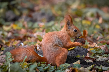 A red fluffy squirrel sits on the ground with fallen leaves and holds a walnut in its hands perpendicular to the camera lens.