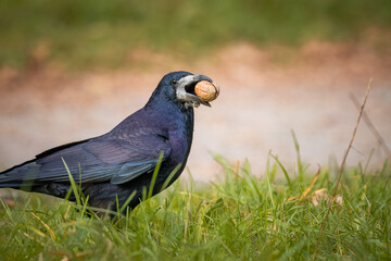 A rook stands between green grass and holds a walnut in its beak.