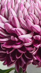 Naklejka premium Chrysanthemum flower close-up The background is blurred Can be used for postcard