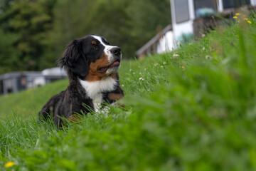 A puppy mountain dog in a field