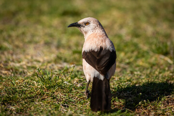 Southern pied babbler foraging on the ground