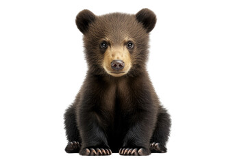 Obraz premium Photo of brown bear cub. Transparent background. Isolated PNG.