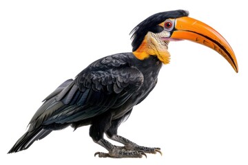 Obraz premium Colorful hornbill bird profile view