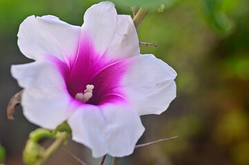Bell Flower Morning Gory in bloom in the Western ghats, Maharashtra, India