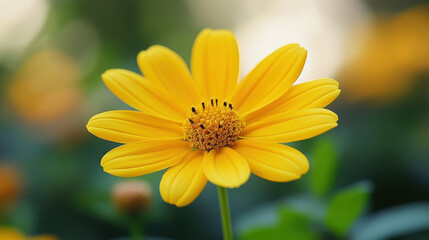 Obraz premium Close up yellow cosmos flower in garden