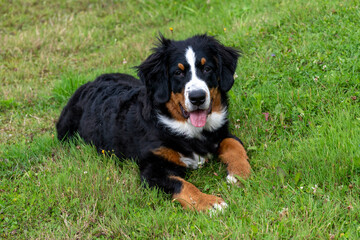A puppy mountain dog in a field
