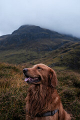 Fototapeta premium dog in the mountains
