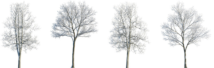 Set of Tilia and Maple (genus Acer) winter frontal set street trees isolated png in sunny daylight on a transparent background perfectly cutout