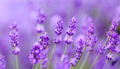 Obraz premium Dreamy Lavender Field in Soft Focus