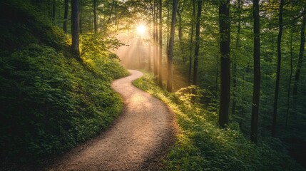 Obraz premium Serene Forest Pathway with Sunlight Through Trees