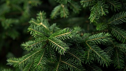 Spruce branches on a green background.
