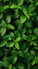 Green leaves background