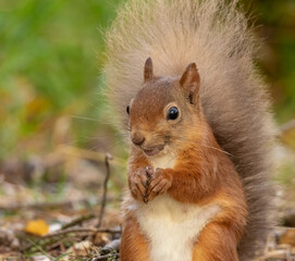 Fototapeta premium Hungry little Scottish red squirrel eating a nut in the forest