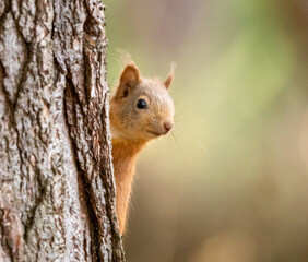 Close up of a cute little scottish red squirrel looking out from behind a tree trunk in the forest