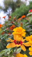 autumn flowers 