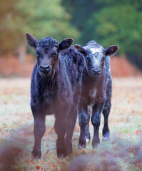 Two young calves in a clearing in the New Forest seen through the leaves of a bracken bush and blurred background