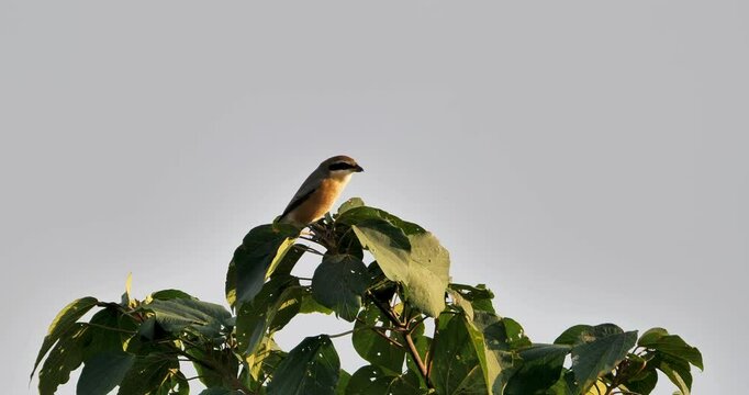 bull-headed shrike (Lanius bucephalus) on tree 