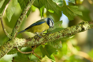 A Blue Tit (Cyanistes caeruleus) a lichen-covered branch looking for insects. 