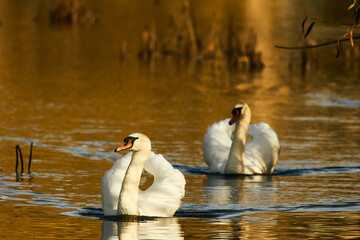 A pair of mute swans lit by golden autumn sunlight with  autumn foliage reflected in the water.