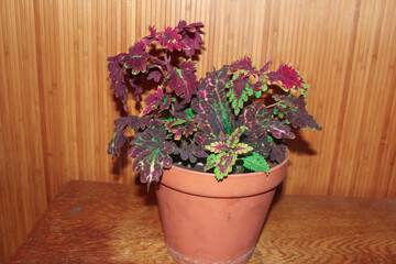 Coleus flowers in a pot
