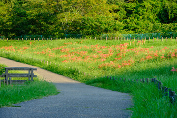 Pathway Along Red Cluster Amaryllis Field