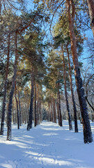 A snowy pine forest in Kyrgyzstan. A perfect spot for winter walks and enjoying nature. The tree shadows create a peaceful and magical atmosphere