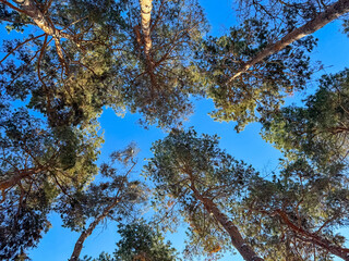 Fototapeta premium A snowy pine forest in Kyrgyzstan. A perfect spot for winter walks and enjoying nature. The tree shadows create a peaceful and magical atmosphere