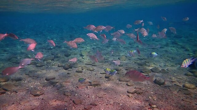 School of regular White Sea Bream (Diplodus sargus), it is popular marine edible fish in countries surrounding the Mediterranean Sea, it is also inhabits the Red Sea and Aqaba gulf