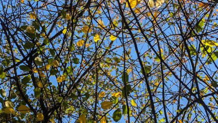 Fototapeta premium Autumn leaves and branches on a blue sky background