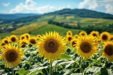 Fototapeta premium Sunflowers Blooming in a Field of Green, Nature's Beauty on Display