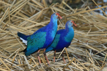 Wildlife - Birds. Image of the reed grey-headed swamphen, which lives in fresh or salty wetlands and lagoons and feeds on the shoots, leaves, roots, flowers and seeds of aquatic plants.