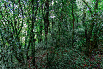 Obraz premium panoramic background of high mountain scenery, overlooking the atmosphere of the sea, trees and wind blowing in a cool blur, spontaneous beauty