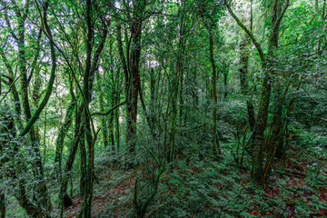 Obraz premium panoramic background of high mountain scenery, overlooking the atmosphere of the sea, trees and wind blowing in a cool blur, spontaneous beauty