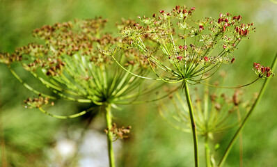 Vegetation in den Schweizer Alpen