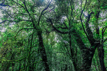 Fototapeta premium panoramic background of high mountain scenery, overlooking the atmosphere of the sea, trees and wind blowing in a cool blur, spontaneous beauty