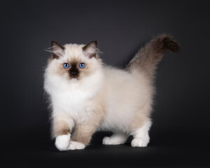 Seal mitted Ragdoll cat kitten, walking towards camera. Looking straight to lens with breed typical...