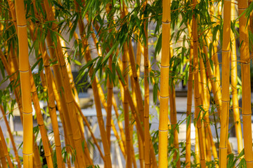 Selective focus of Phyllostachys aurea is a perennial that is also sometimes referred to as fish-pole or running bamboo, Beautiful yellow golden bamboo trees trunks in garden, Nature background.