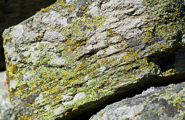 Vegetation in den Schweizer Alpen