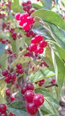 Obraz premium Lonicera xylosteum berries in the botanical garden