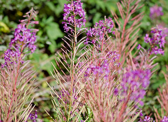 Vegetation in den Schweizer Alpen