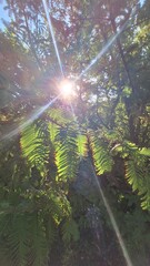 a ray of sunshine through the foliage