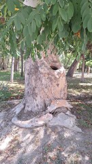 Obraz premium tree trunk